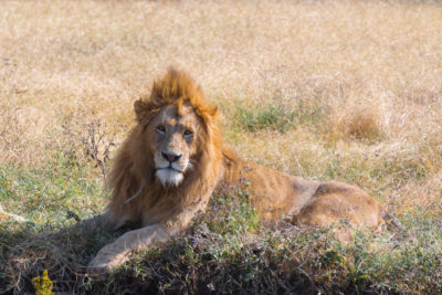 Lion in Serengeti, Tanzania