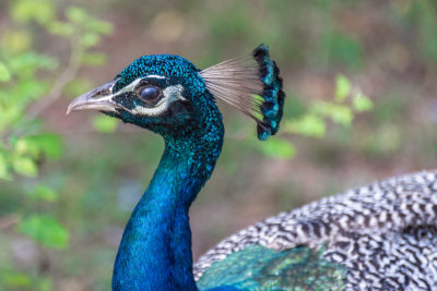 Peacock in Yala National Park, Sri Lanka